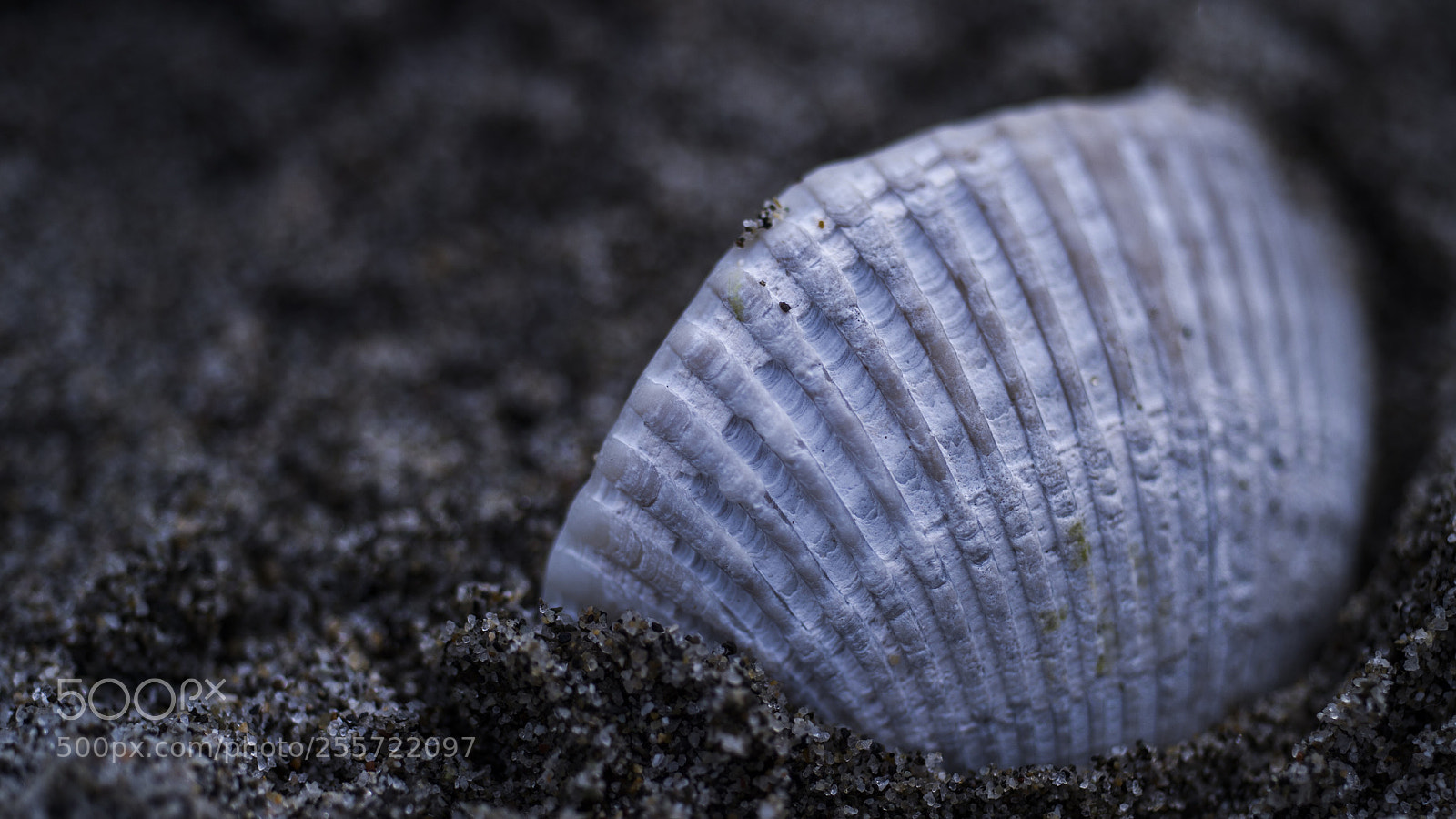 Nikon Df sample photo. "miraculous protection"
tricolore/pierre photography