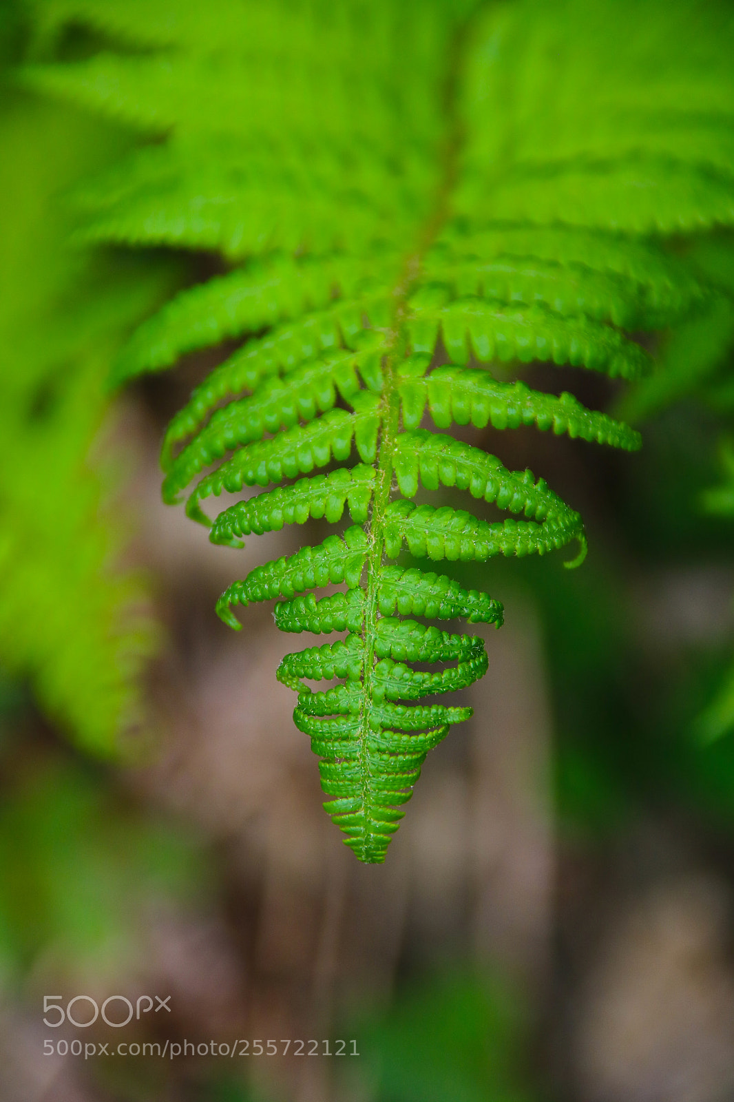Canon EOS 750D (EOS Rebel T6i / EOS Kiss X8i) sample photo. Fine leaves photography