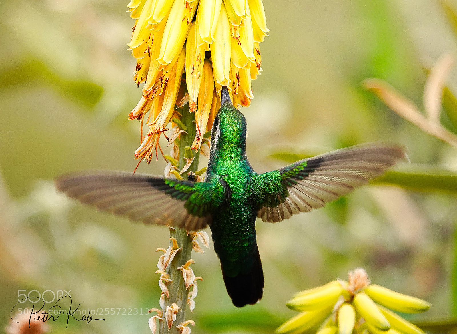 Sony Cyber-shot DSC-RX10 IV sample photo. Blue-tailed emerald hummingbird cura photography