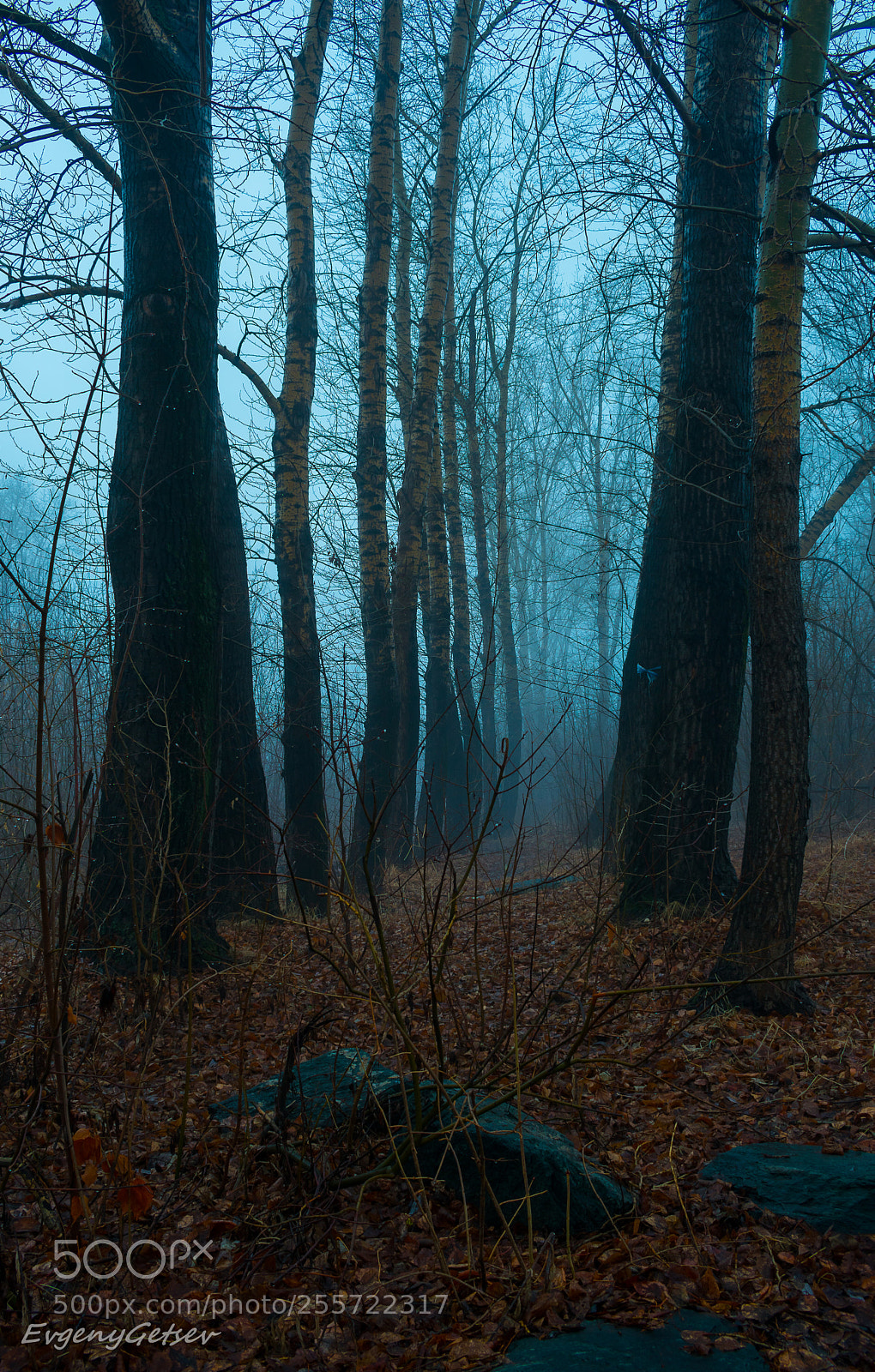Nikon D3400 sample photo. Foggy photography