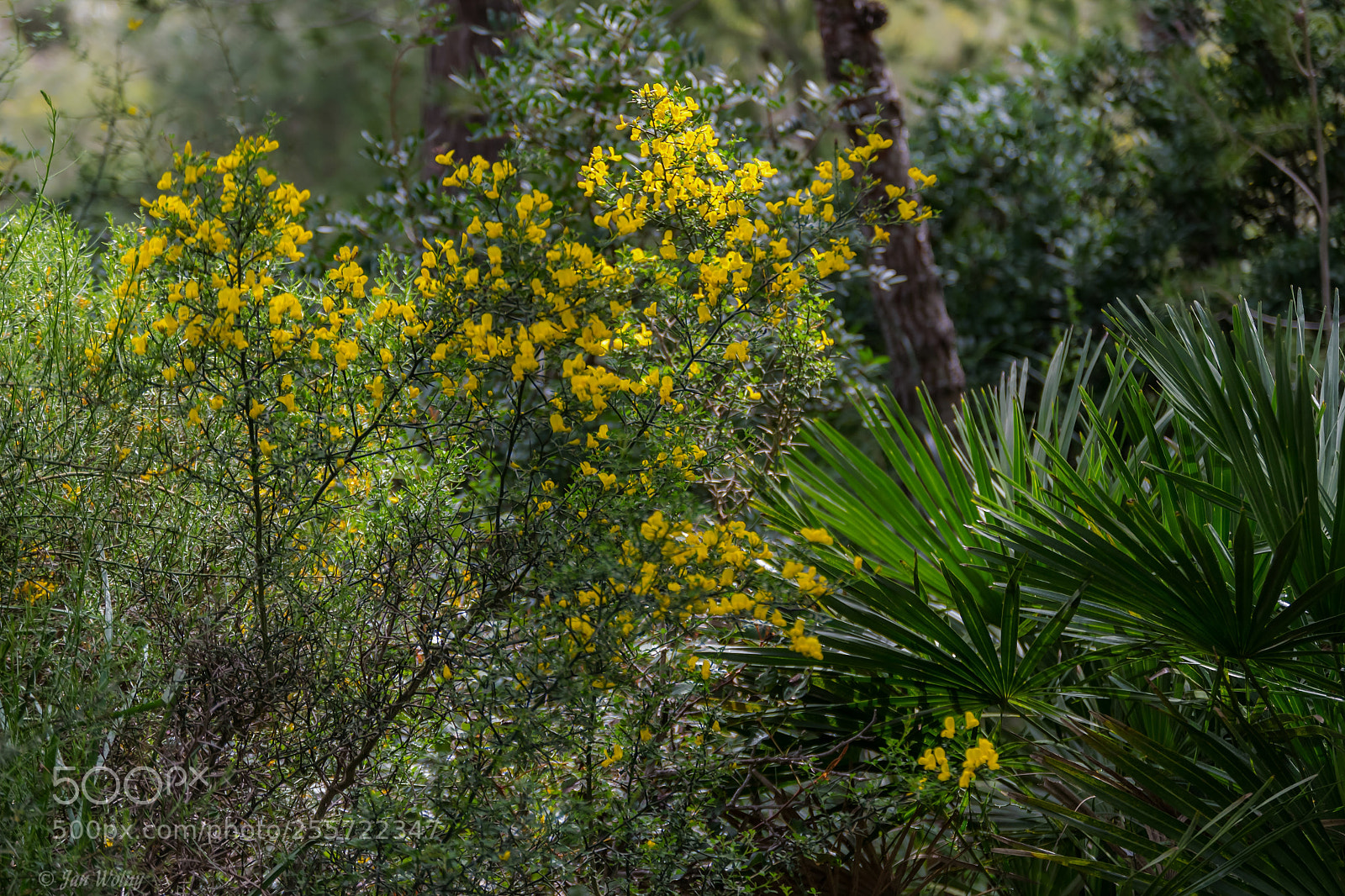 Nikon D3300 sample photo. Spring in forest photography