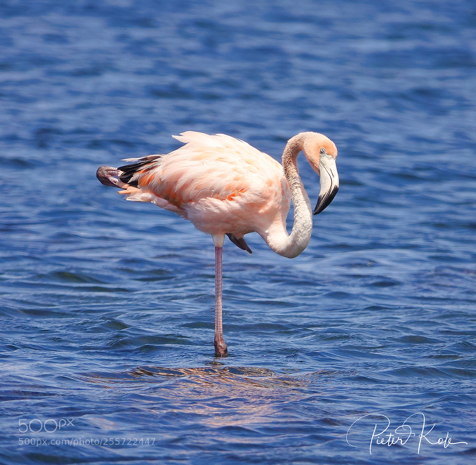 Sony Cyber-shot DSC-RX10 IV sample photo. Flamingo @ curaçao photography