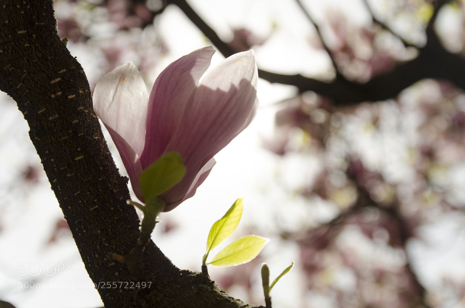 Nikon D7000 sample photo. Chinese magnolia photography