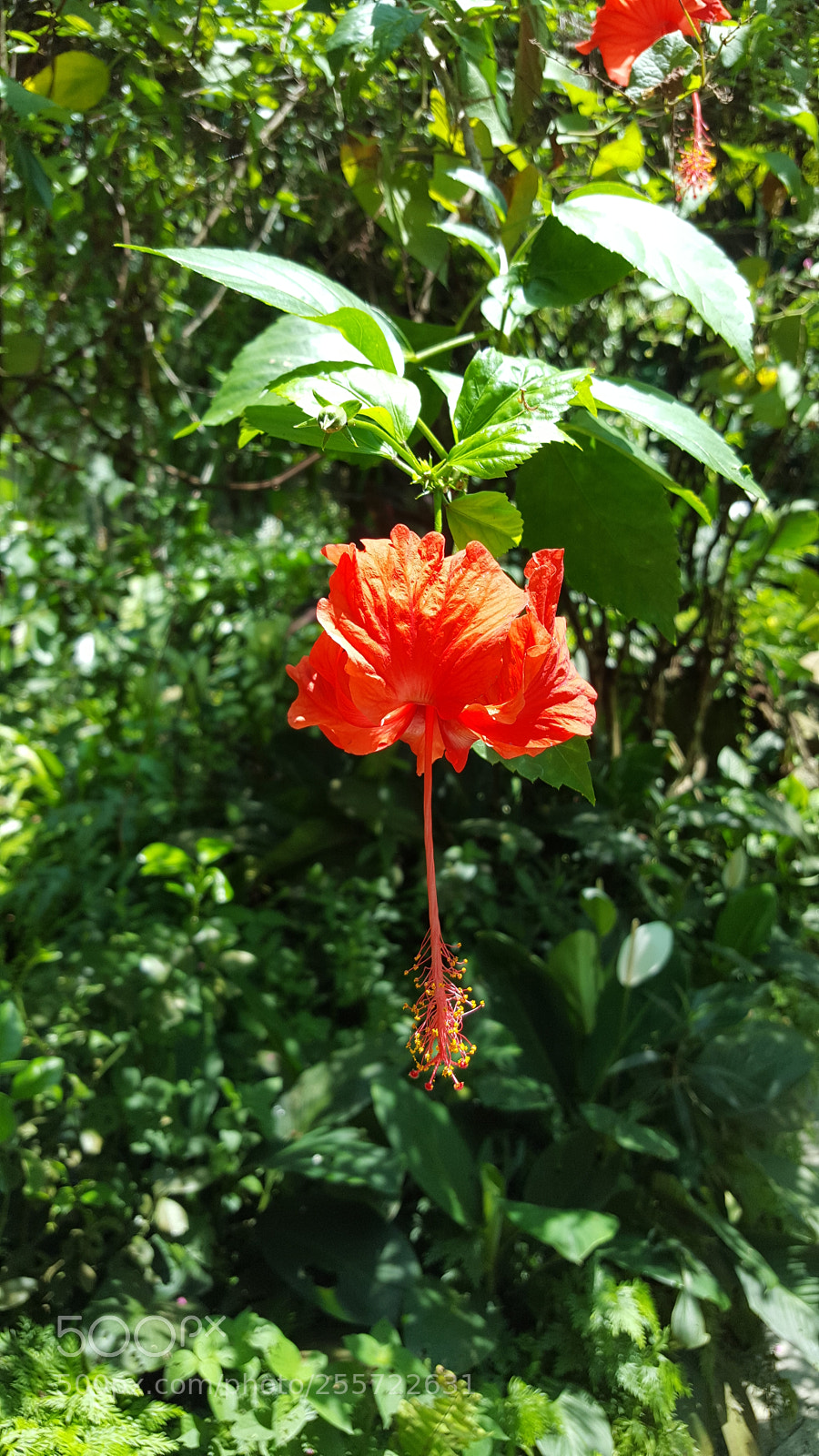 Samsung Galaxy S6 sample photo. Red beauty photography