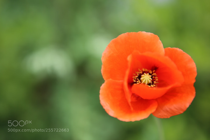 Canon EOS 6D + Canon EF 24-70mm F2.8L USM sample photo. Img photography