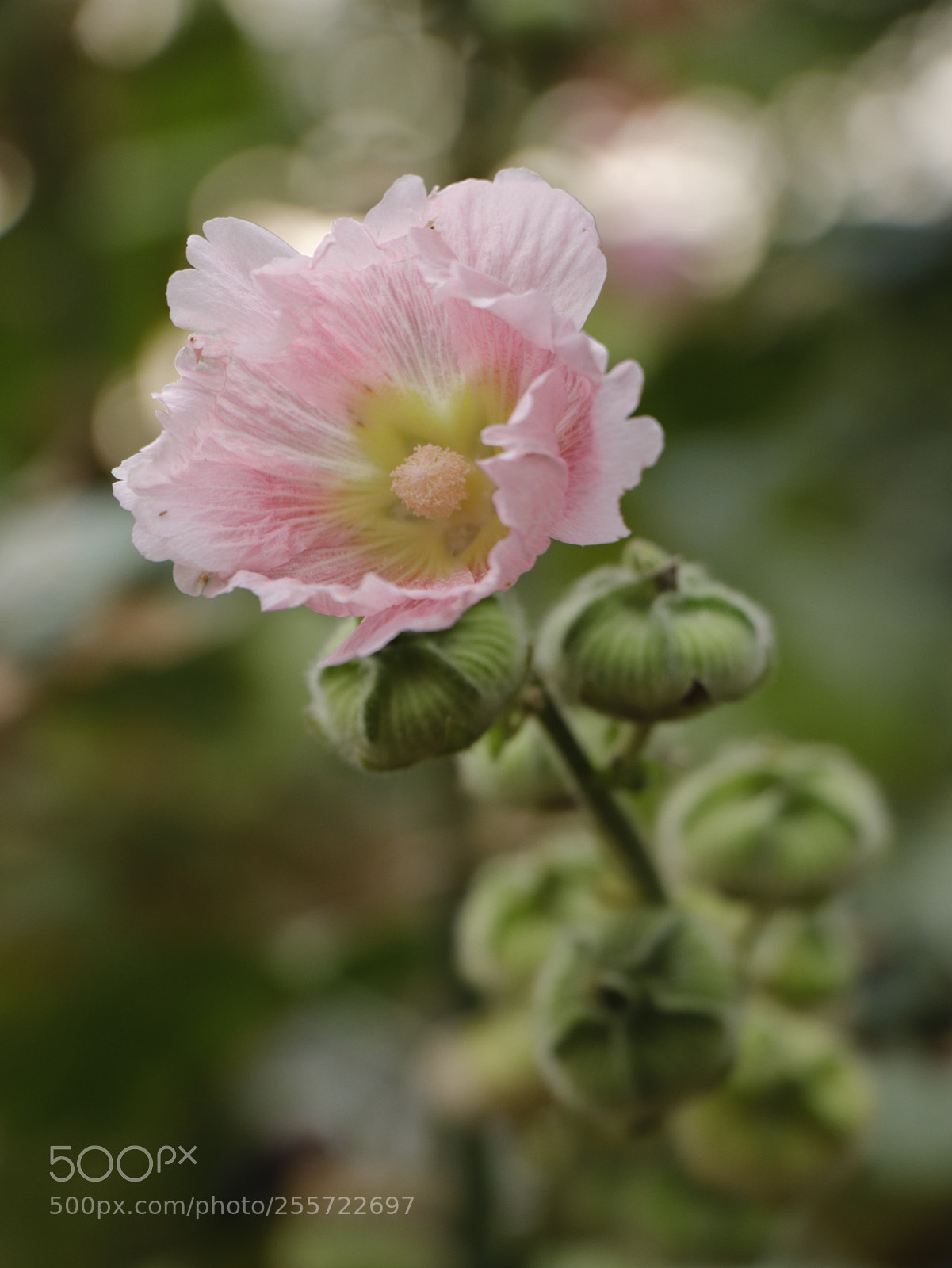 Canon EOS 77D (EOS 9000D / EOS 770D) sample photo. Blossom photography
