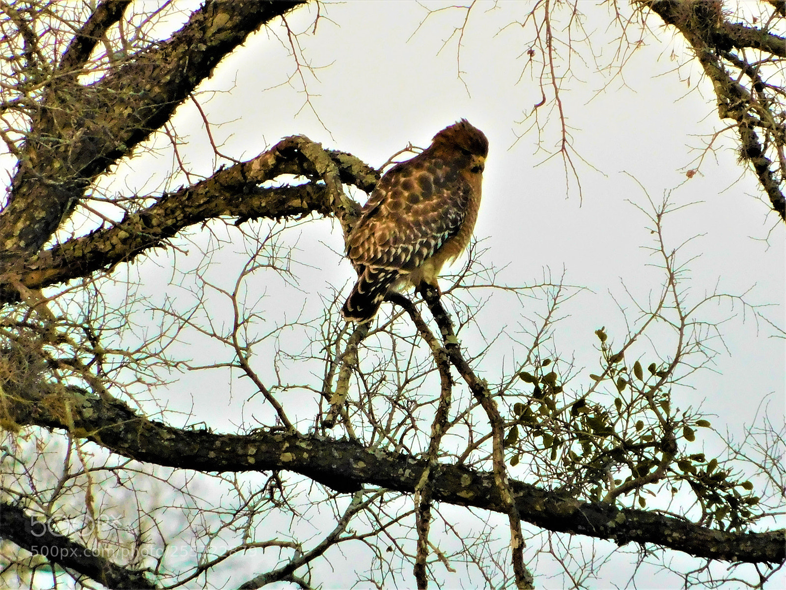 Nikon Coolpix B500 sample photo. () photography