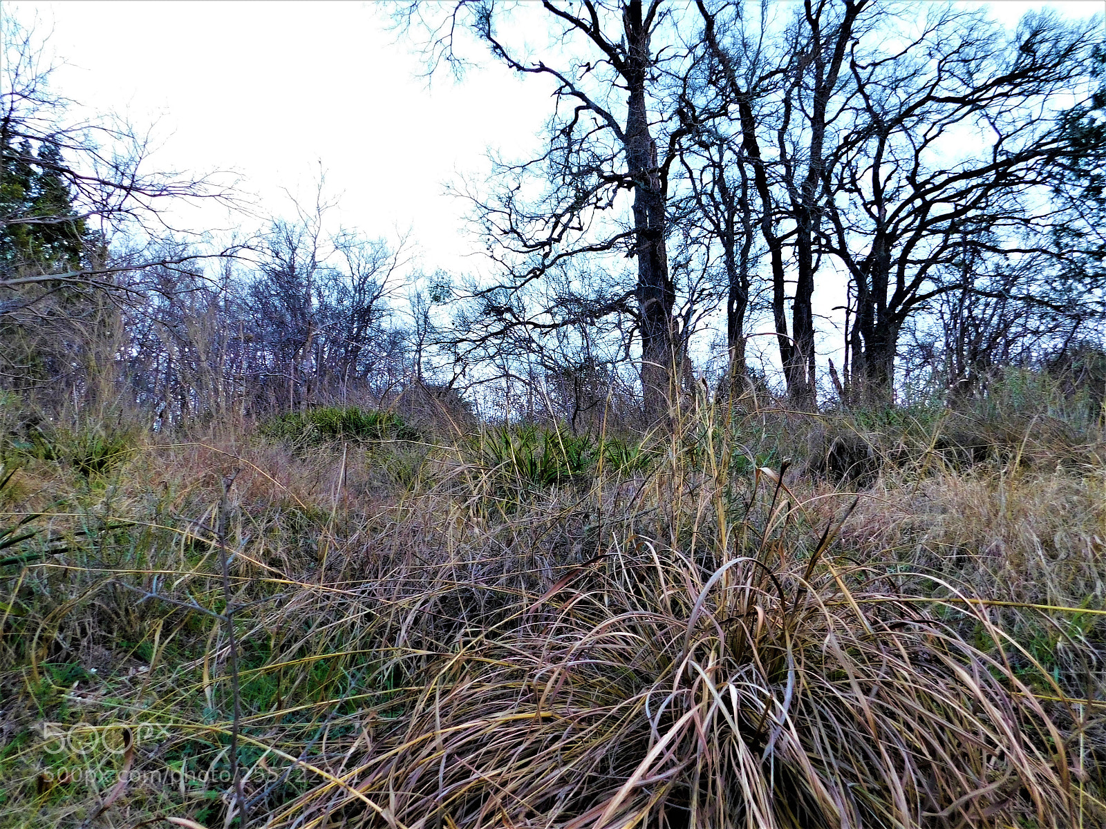 Nikon Coolpix B500 sample photo. () photography