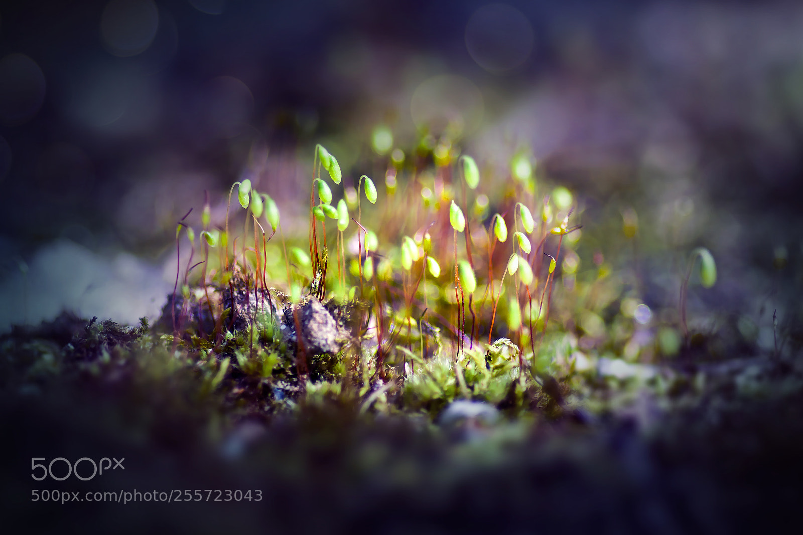 Canon EOS 50D sample photo. A moss photography