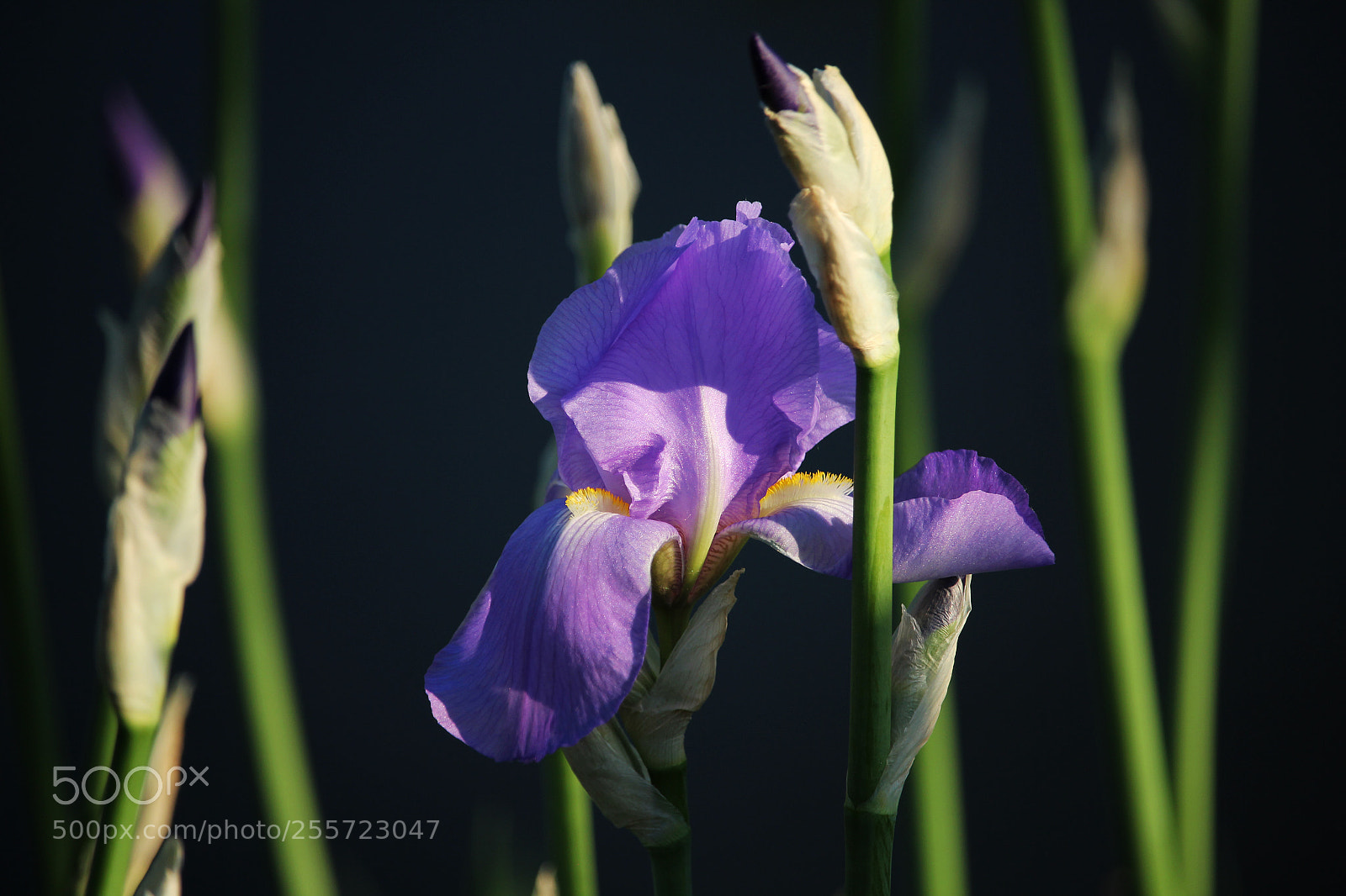 Canon EOS 600D (Rebel EOS T3i / EOS Kiss X5) sample photo. Bloom photography
