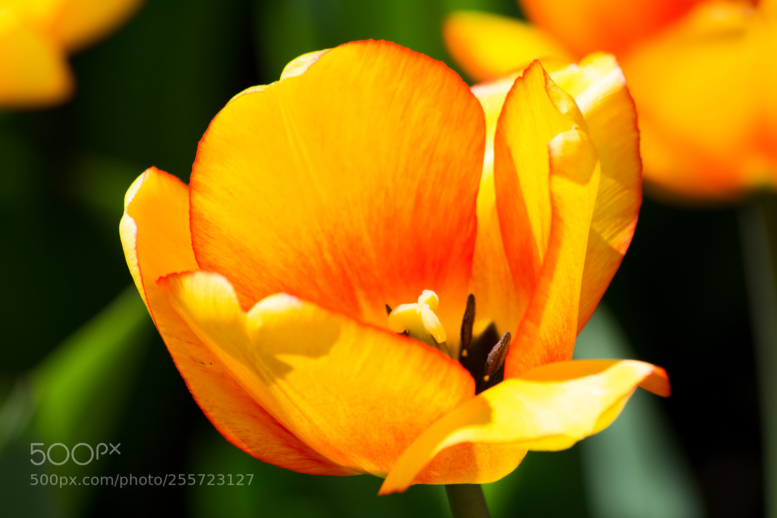 Nikon D5200 sample photo. Tulipano photography