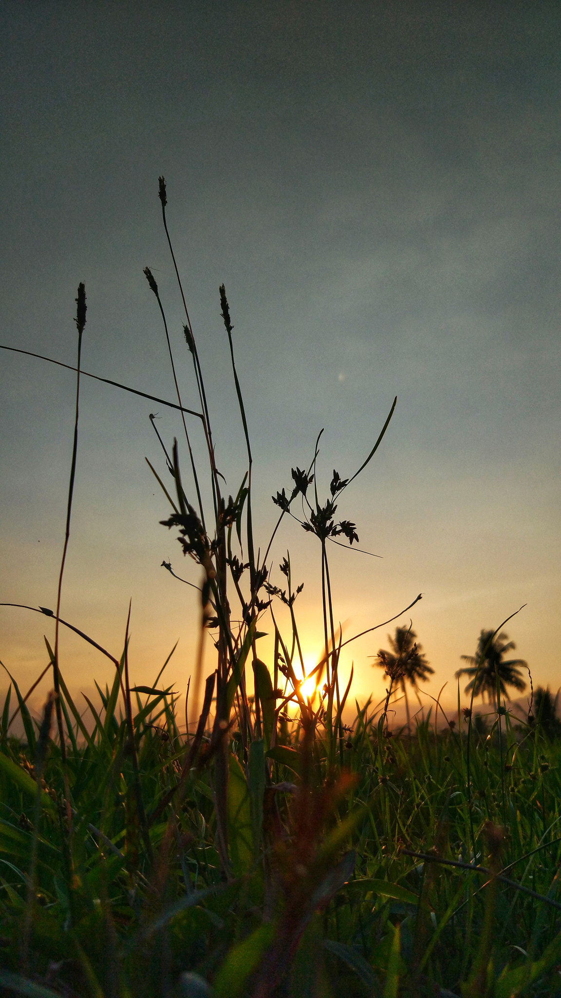 Xiaomi MI 5 sample photo. Surup photography