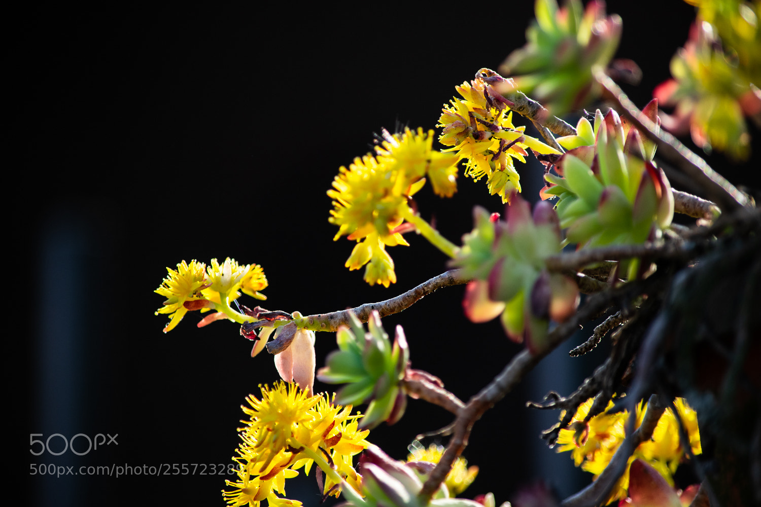 Nikon D3300 sample photo. Giallo photography