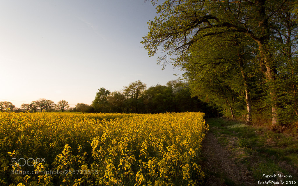 Canon EOS 6D sample photo. Colza photography