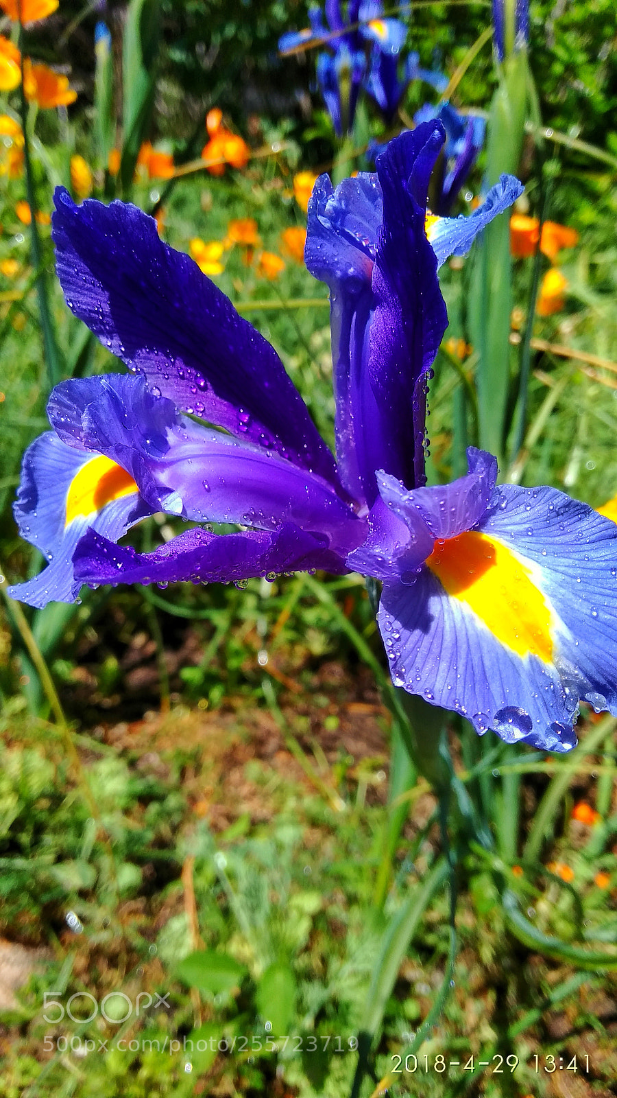 Xiaomi Redmi Note 4 sample photo. Untitled photography