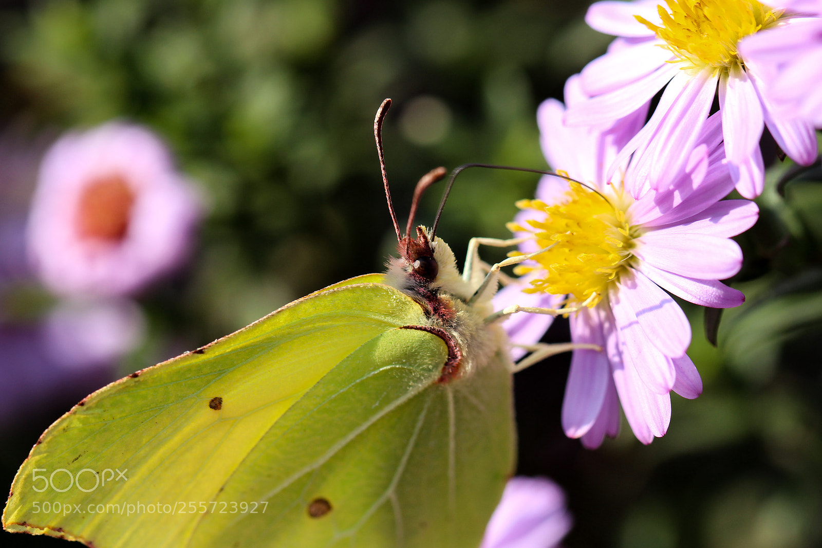 Canon EOS 700D (EOS Rebel T5i / EOS Kiss X7i) sample photo. Untitled photography