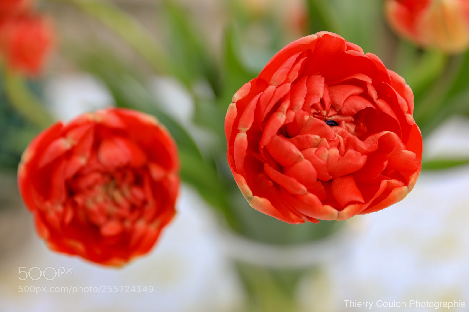 Canon EOS 5D Mark IV sample photo. Entre tulipe et t photography