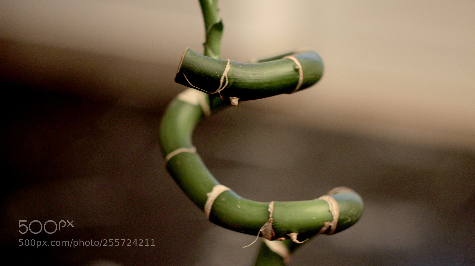 Canon EOS 600D (Rebel EOS T3i / EOS Kiss X5) sample photo. B () photography