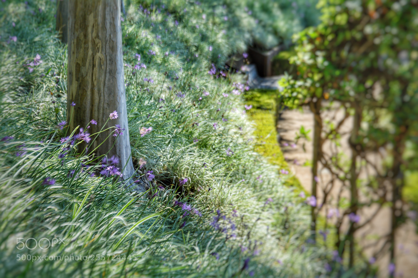 Nikon D7100 sample photo. Garden photography