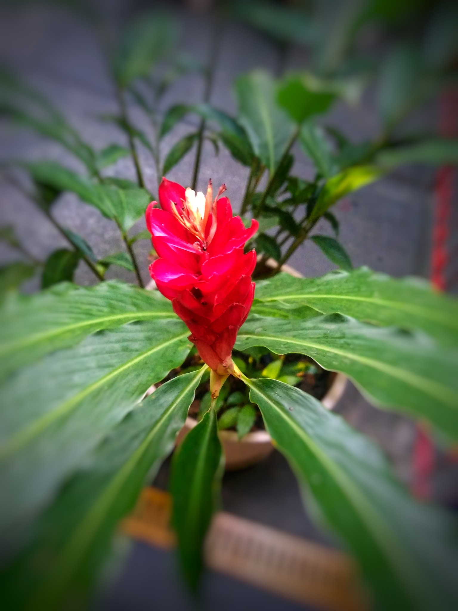 Motorola Moto G Play sample photo. Live nature! photography