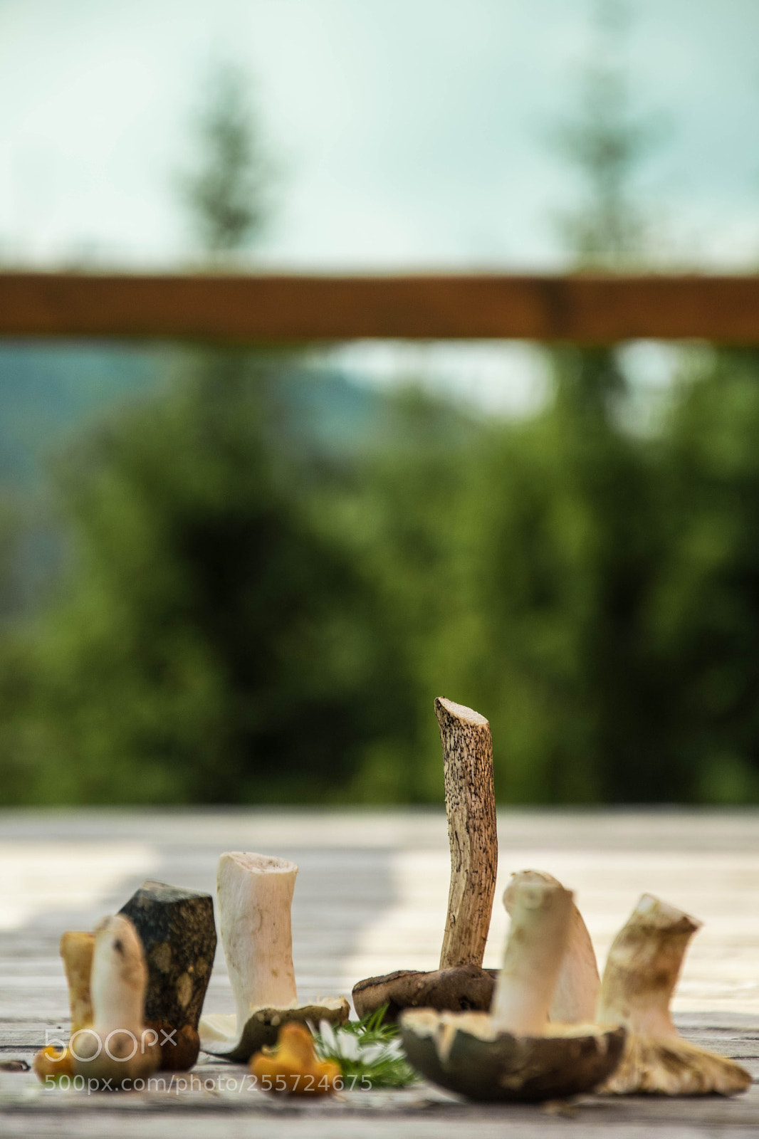Nikon D3300 sample photo. Forest fruits photography