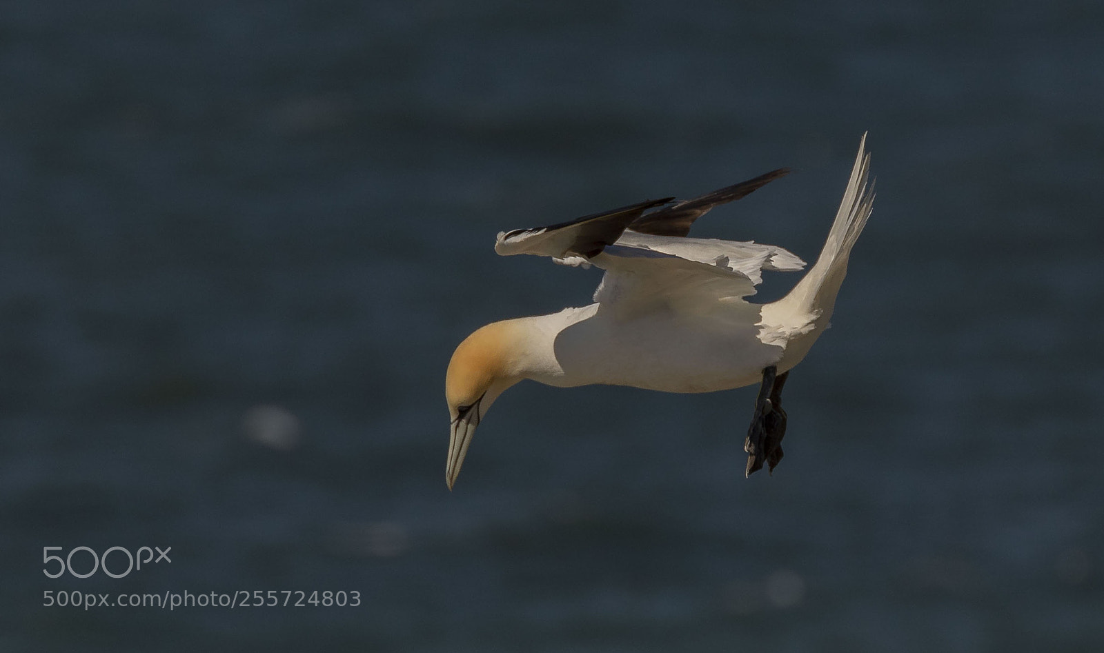 Canon EOS 7D Mark II sample photo. Gannet photography