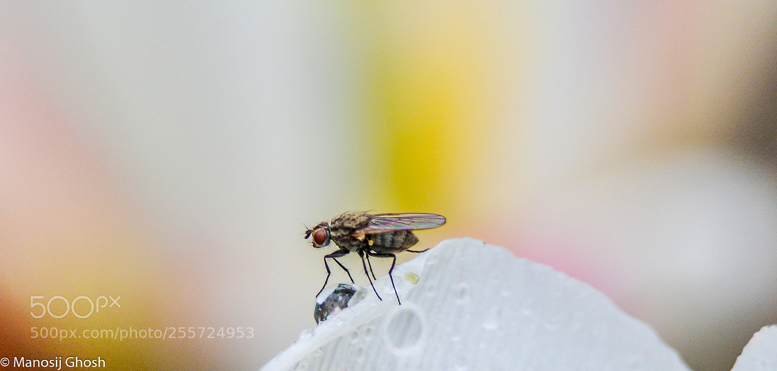 Nikon D5200 sample photo. Fly in the rain photography