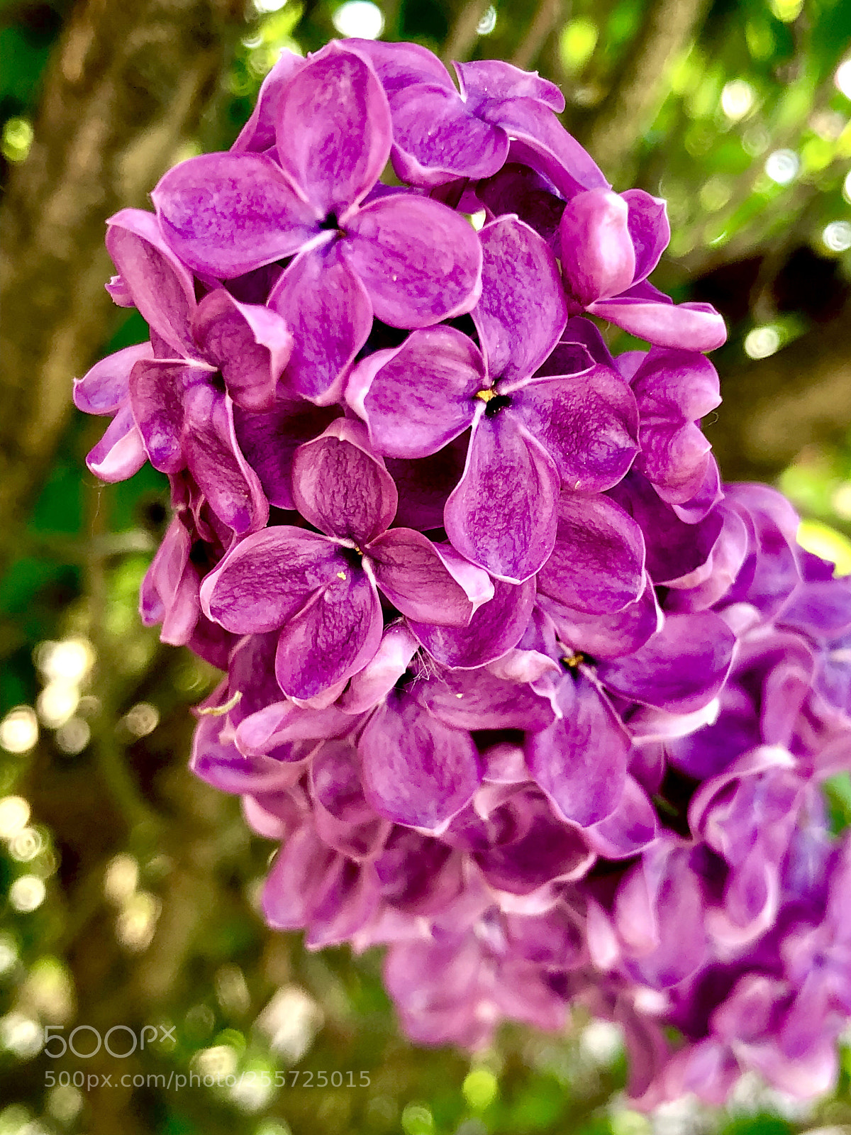 Apple iPhone X sample photo. Lilac photography