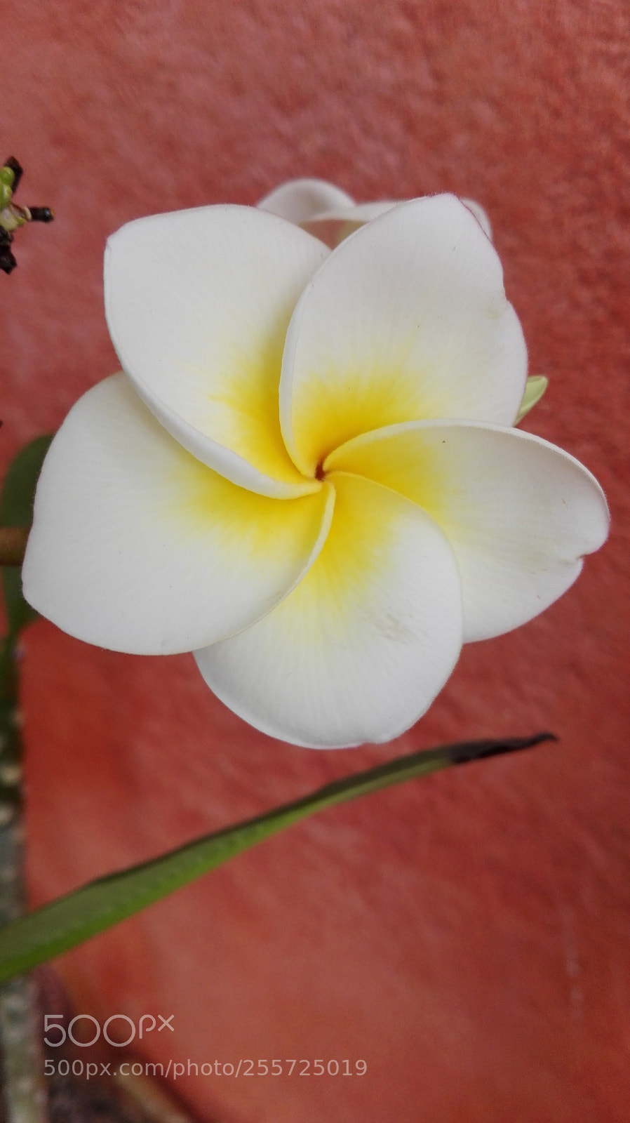 HUAWEI P8 Lite sample photo. Untitled photography