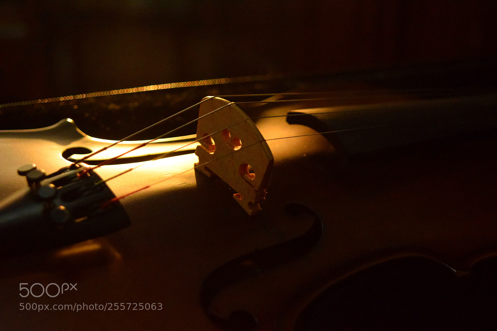 Nikon D3300 sample photo. Violin photography