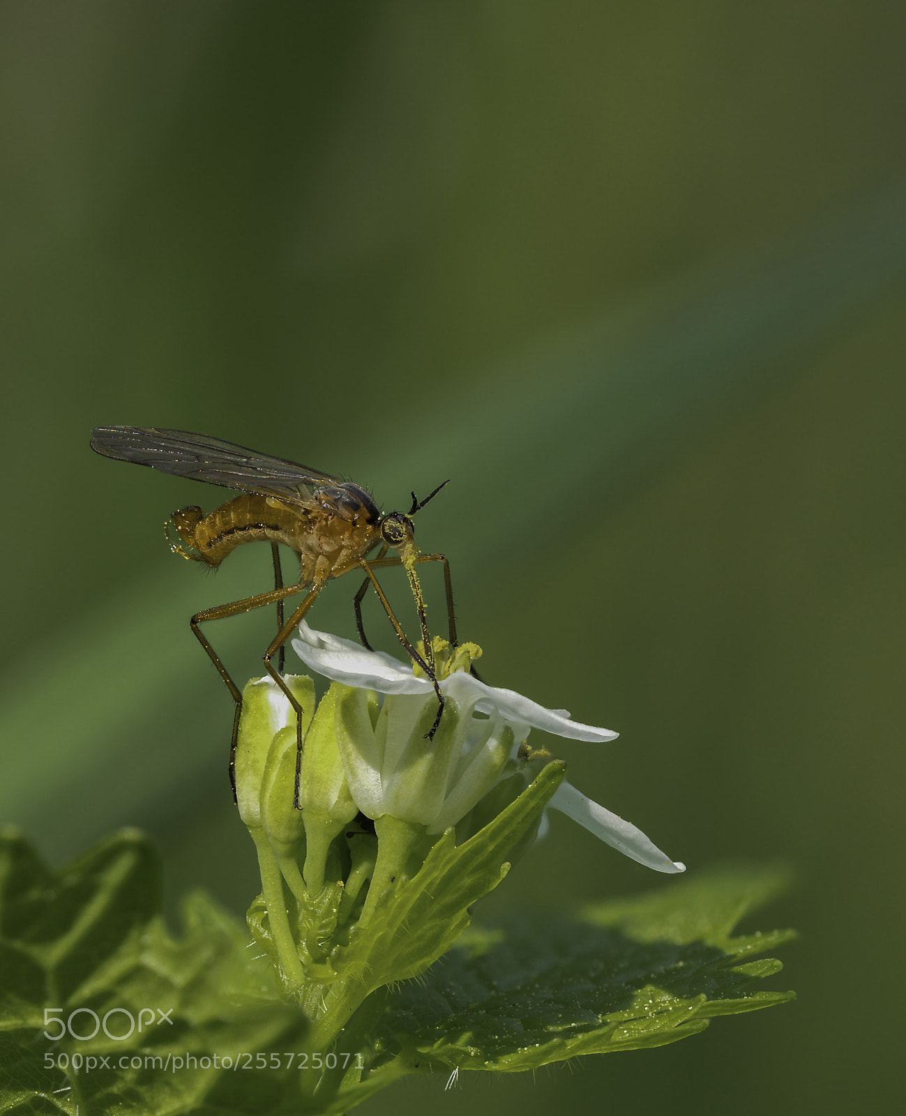 Olympus OM-D E-M1 Mark II sample photo. Empis trigramma photography