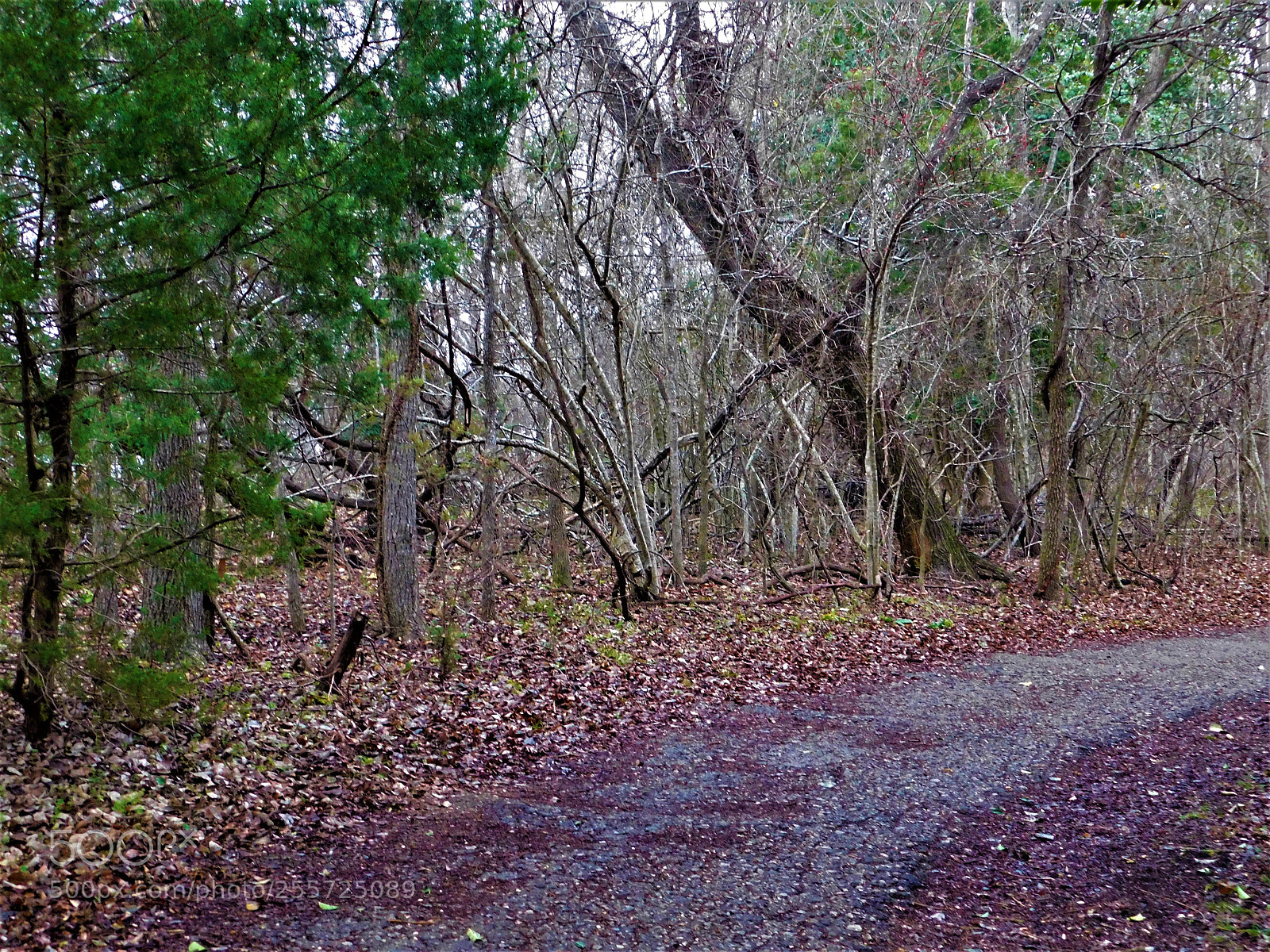 Nikon Coolpix B500 sample photo. () photography