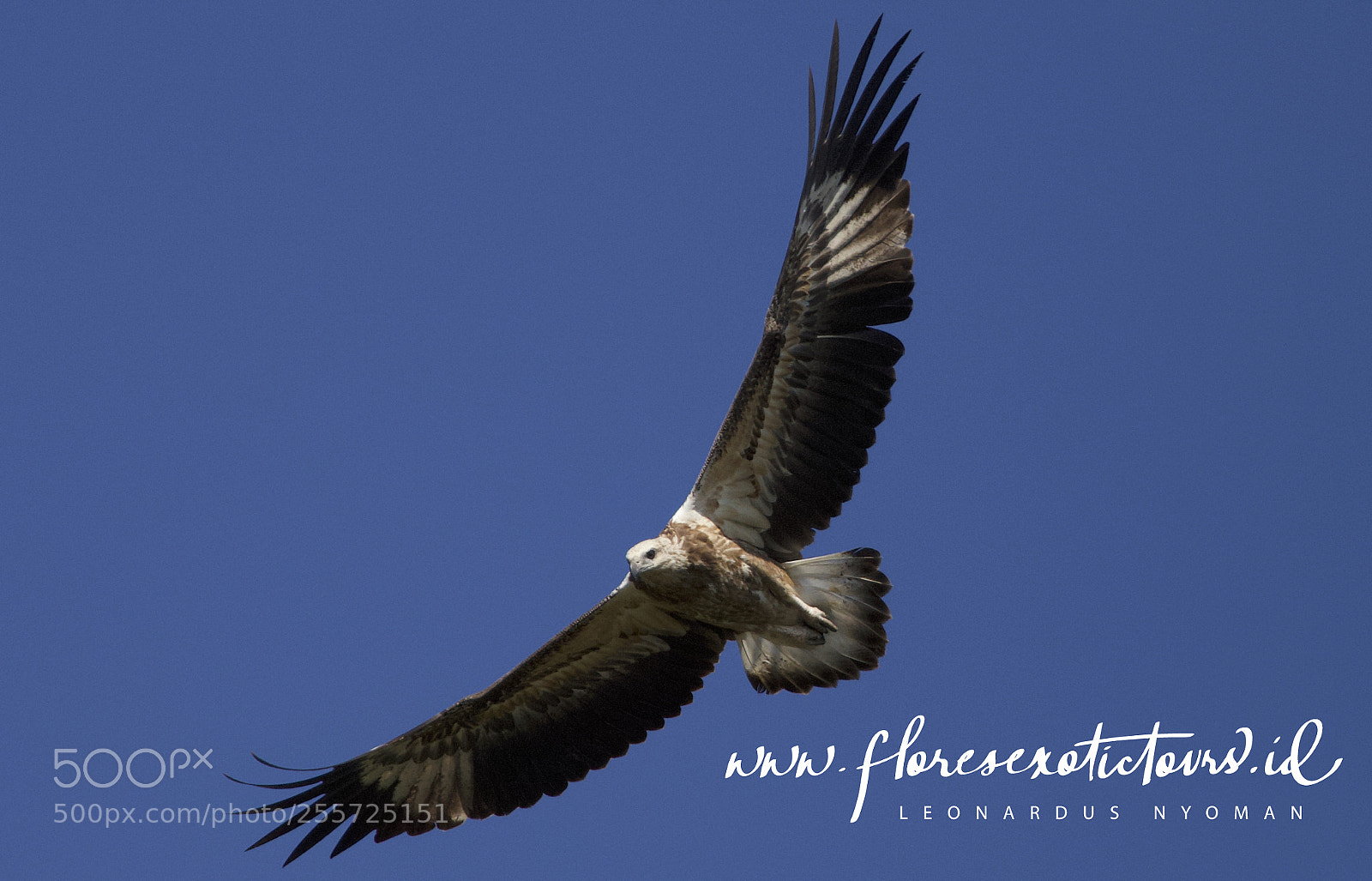 Canon EOS 6D sample photo. White-bellied sea eagle haliaeetus photography