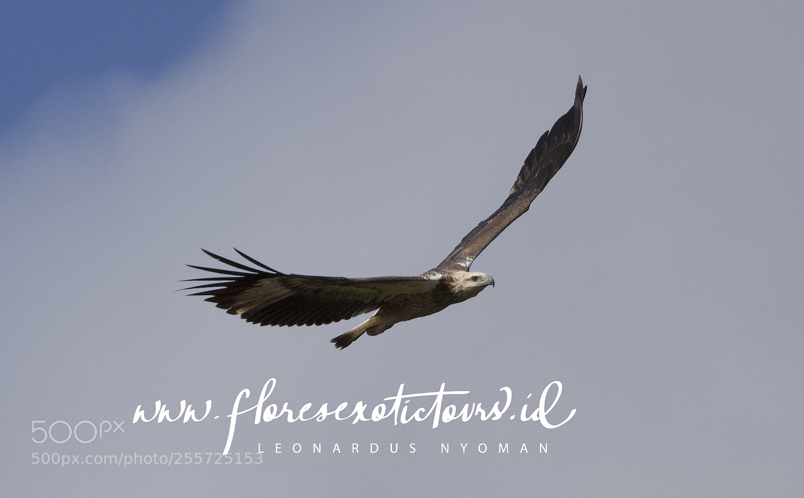 Canon EOS 6D sample photo. White-bellied sea eagle haliaeetus photography