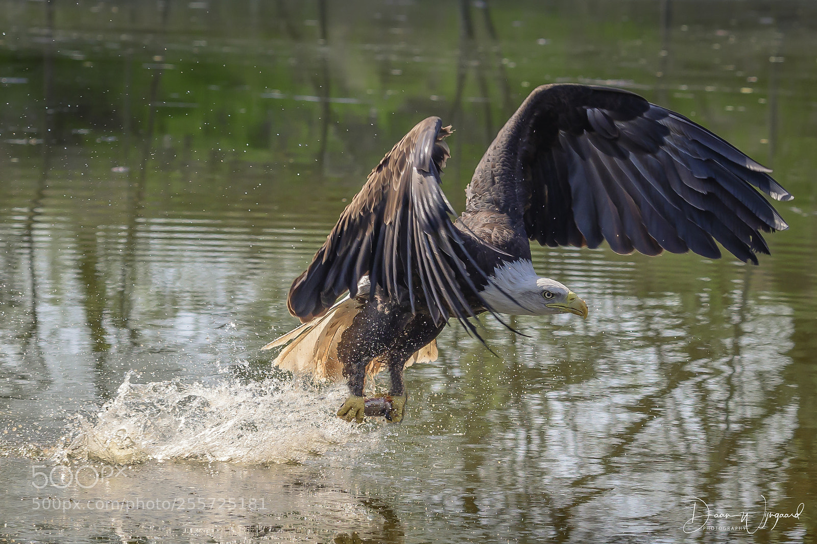 Nikon D500 sample photo. Amerikaanse zeearend , bald eagle photography