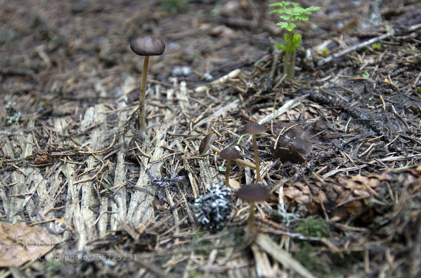 Pentax K-5 sample photo. Family of mushrooms photography