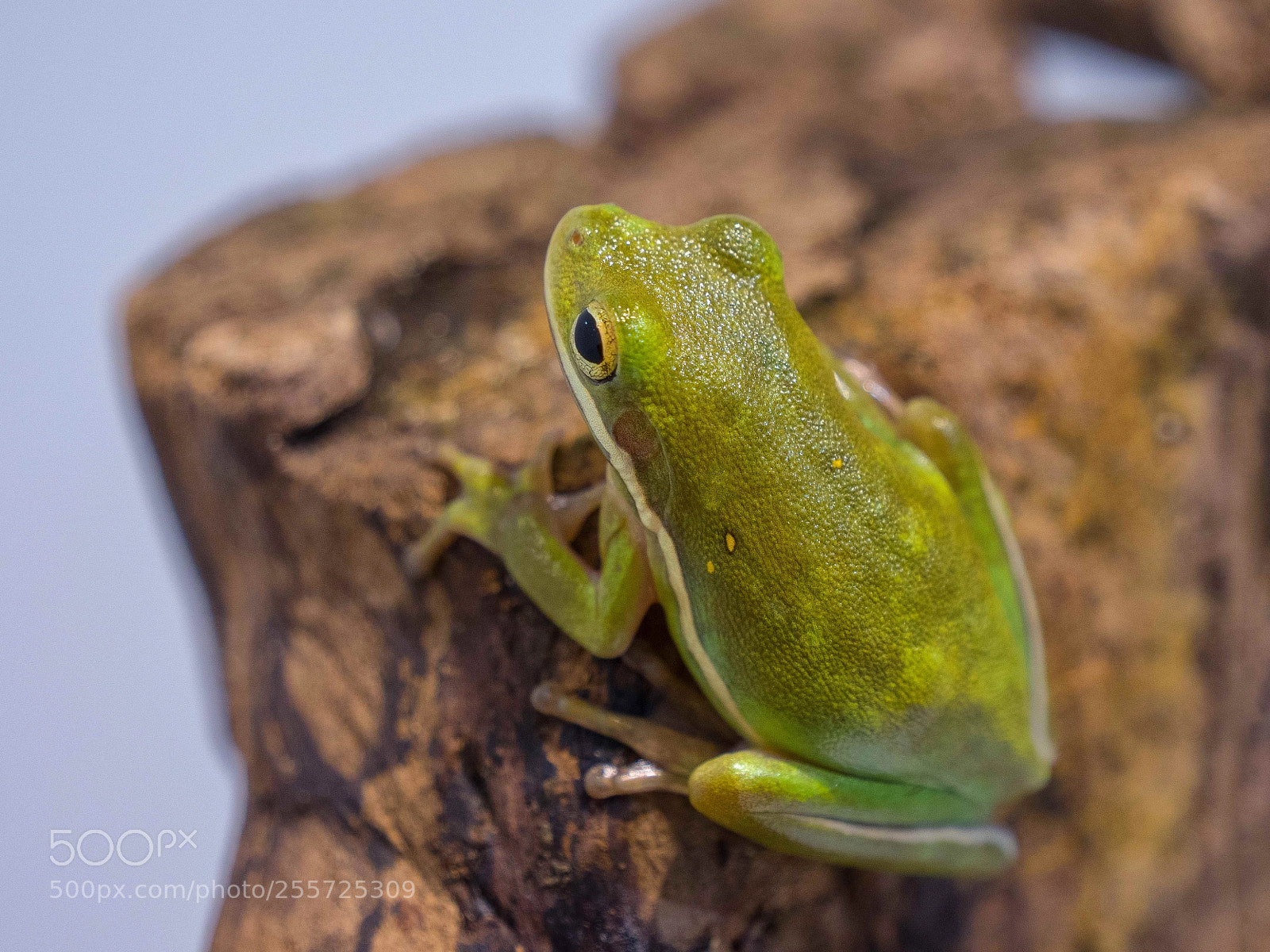 Panasonic Lumix DC-G9 sample photo. Green from frog photography