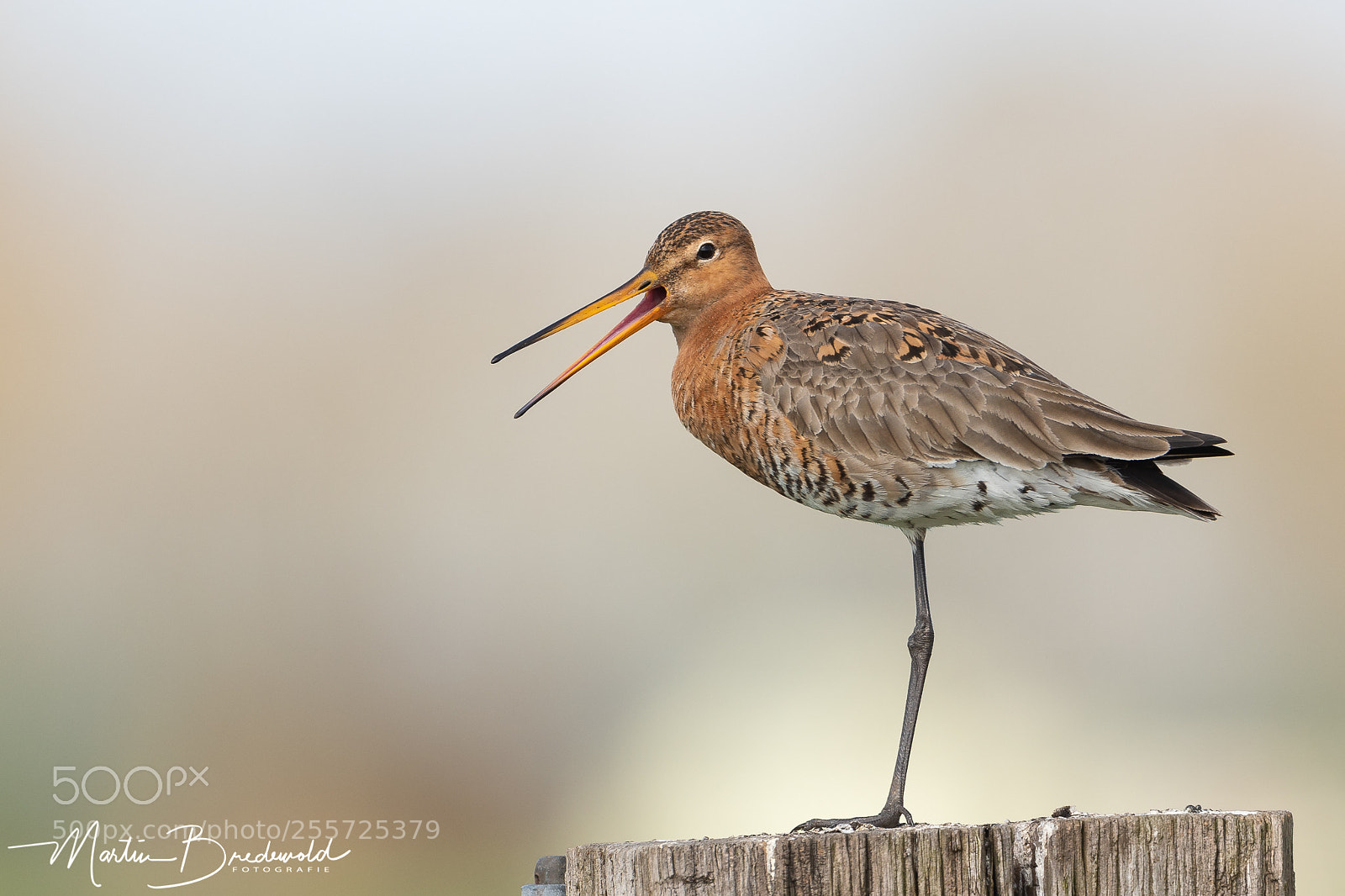 Nikon D500 sample photo. Grutto - black-tailed godwit photography