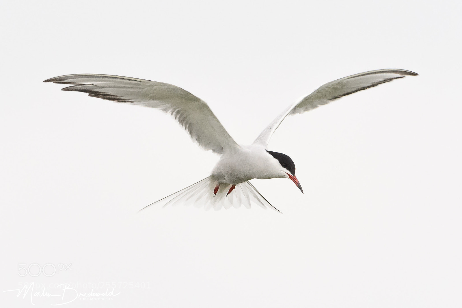 Nikon D500 sample photo. Common tern photography