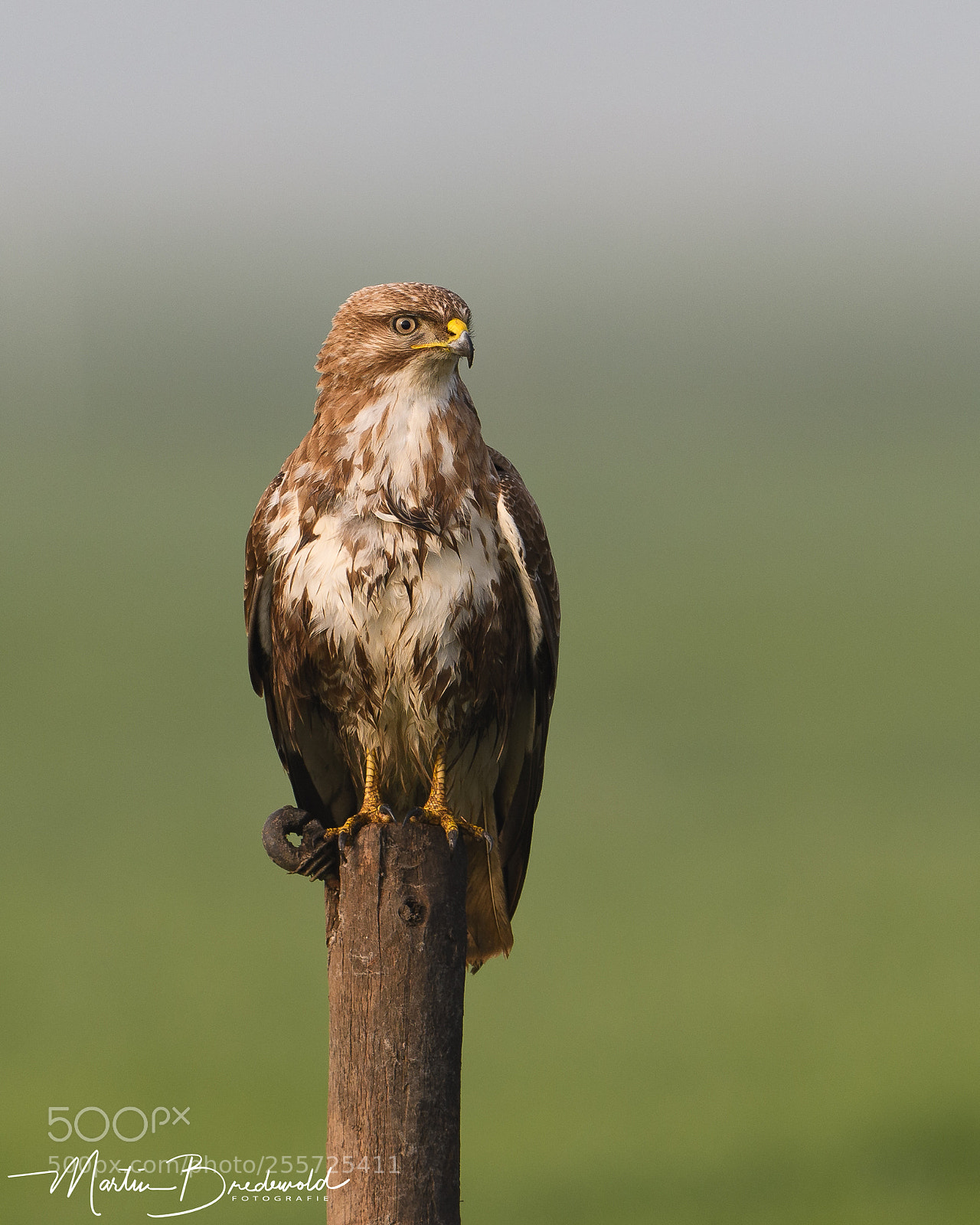 Nikon D500 sample photo. Buizerd - buzzard photography