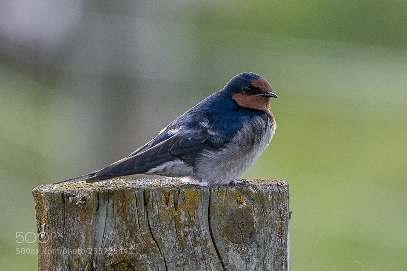 Nikon D500 sample photo. Welcome swallow warou hirundo photography