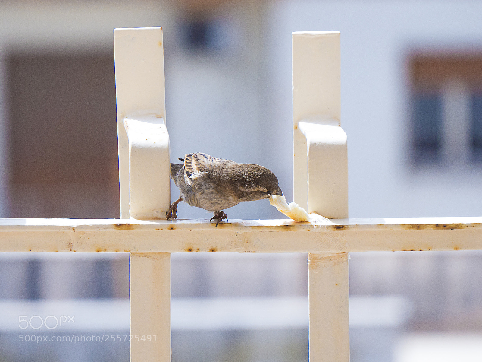 Panasonic Lumix DMC-GH4 sample photo. B () photography