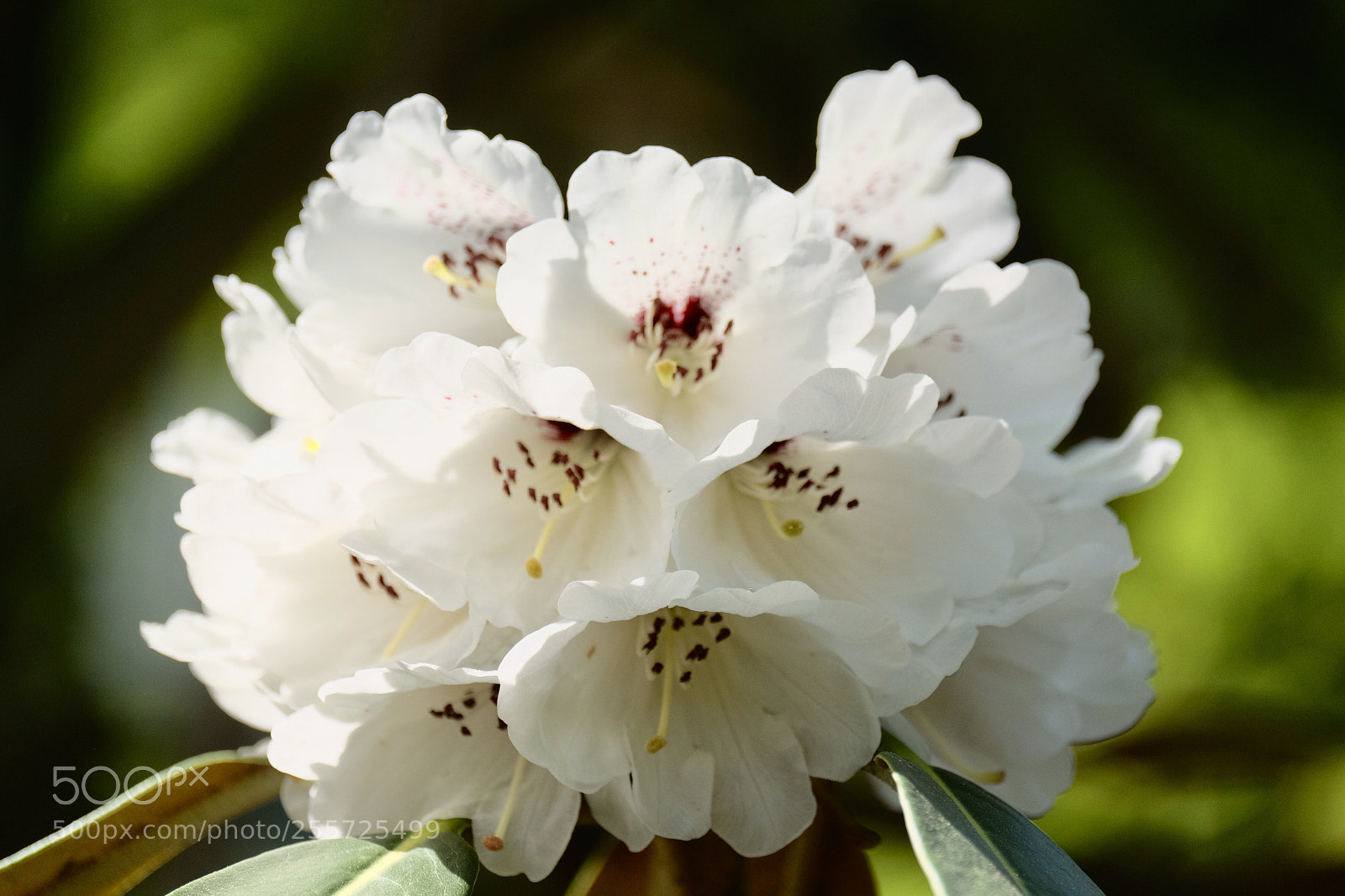 Fujifilm X-T1 sample photo. Rhododendron  photography
