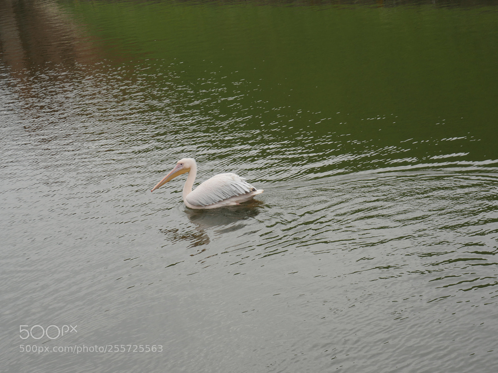 Panasonic Lumix DMC-GH4 sample photo. B () photography