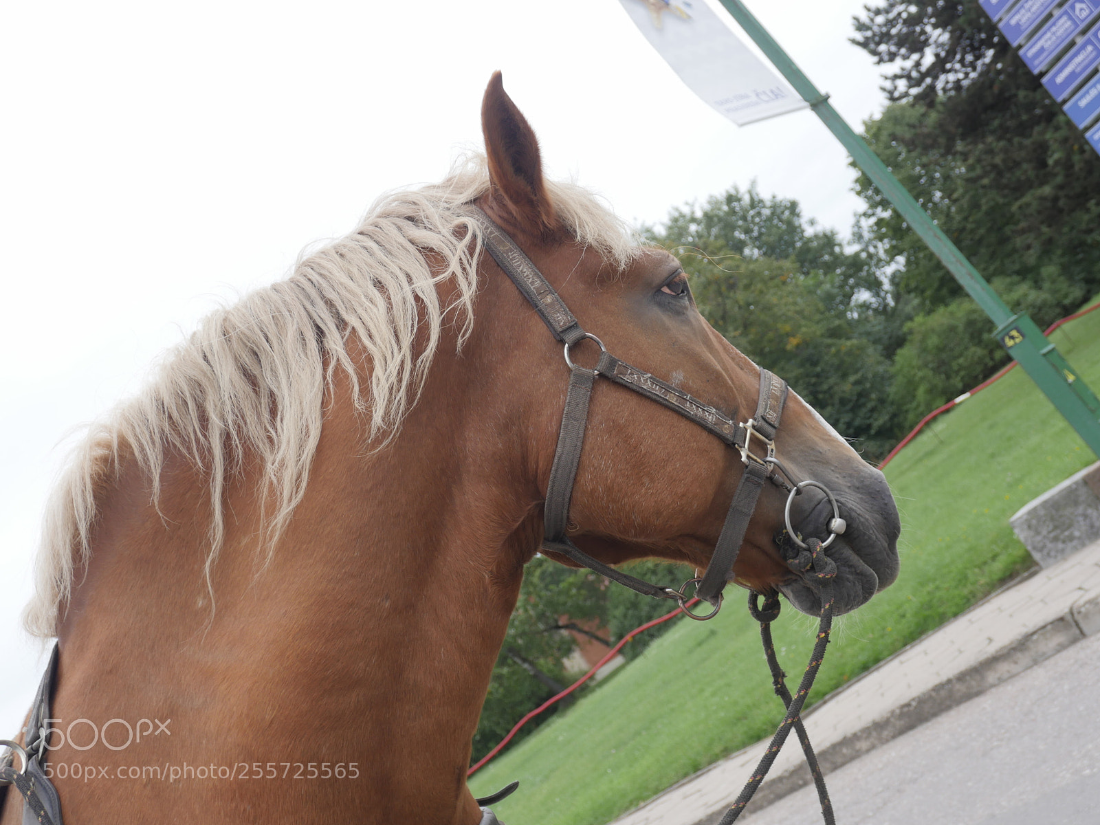Panasonic Lumix DMC-GH4 sample photo. B () photography