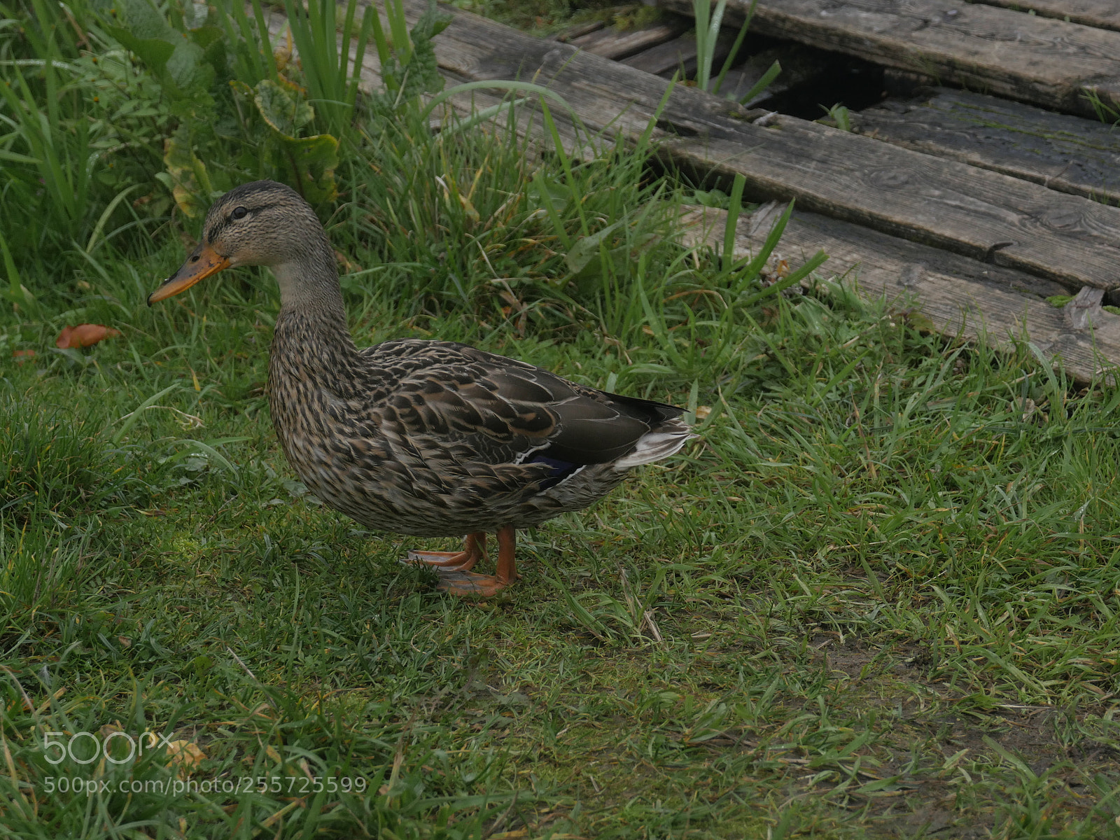 Panasonic Lumix DMC-GH4 sample photo. B () photography