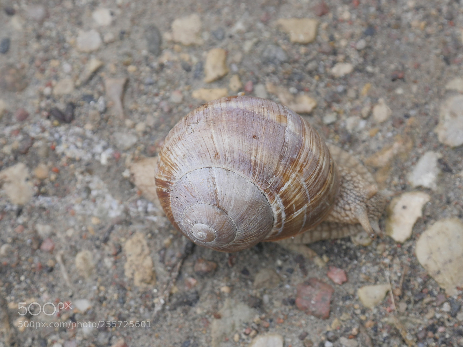 Panasonic Lumix DMC-GH4 sample photo. B () photography