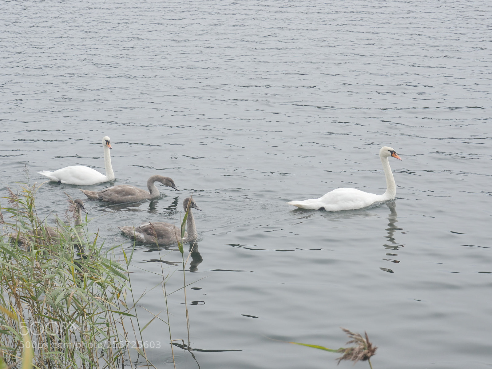Panasonic Lumix DMC-GH4 sample photo. B () photography