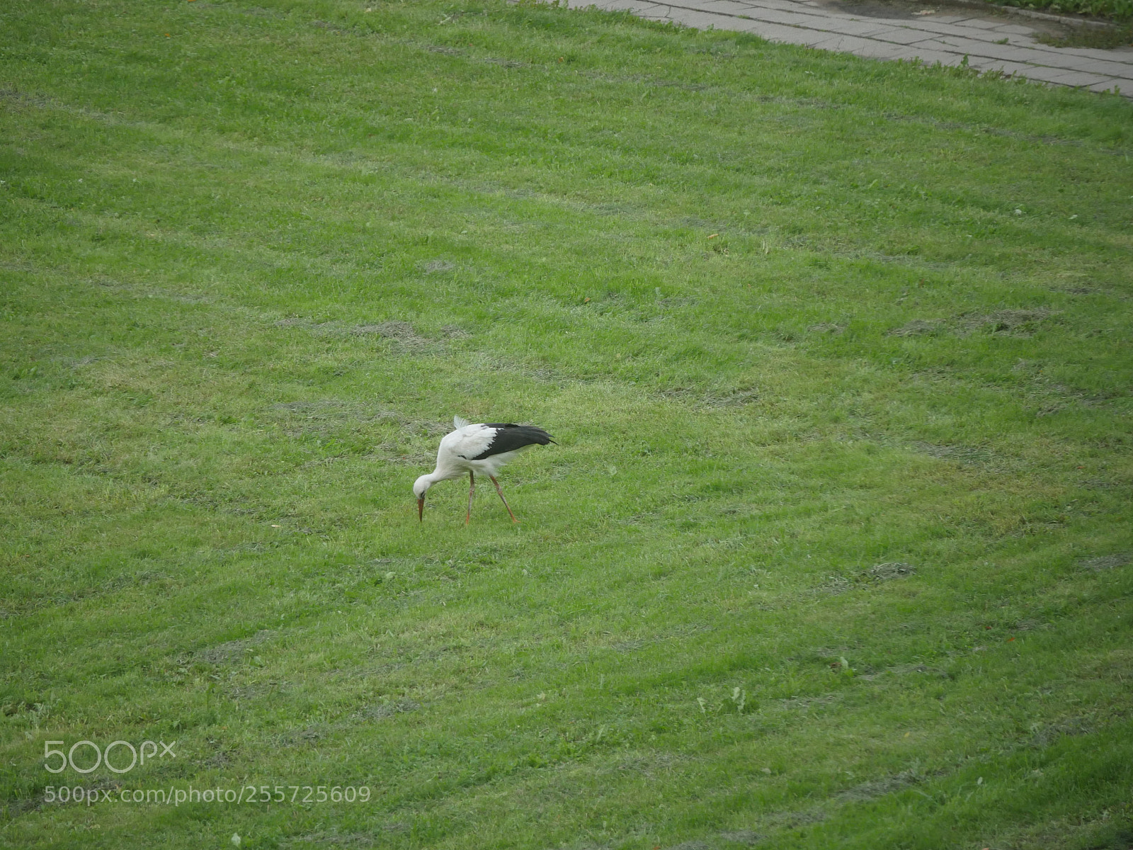 Panasonic Lumix DMC-GH4 sample photo. B () photography