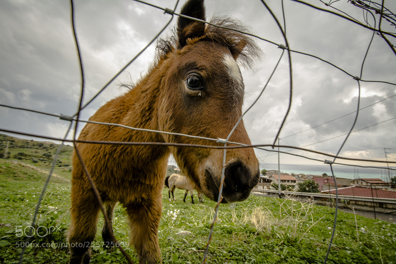 Nikon D7100 sample photo. B () photography